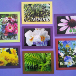 Photo cards by Brenda Broadbent